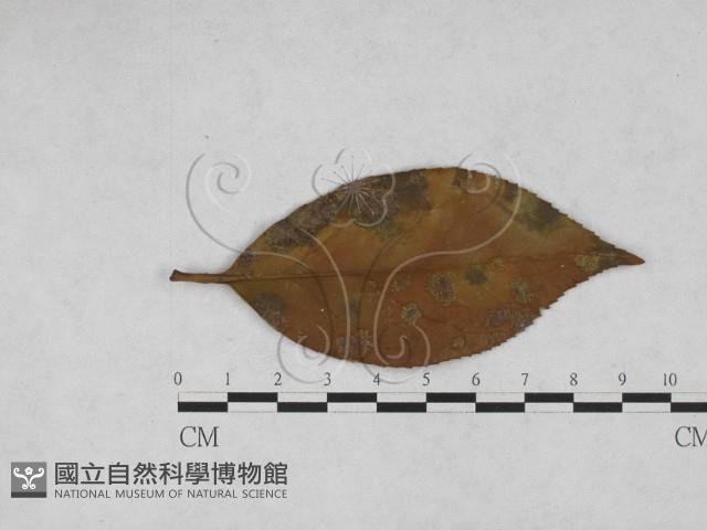 登錄號:F0027904藏品圖，第1張