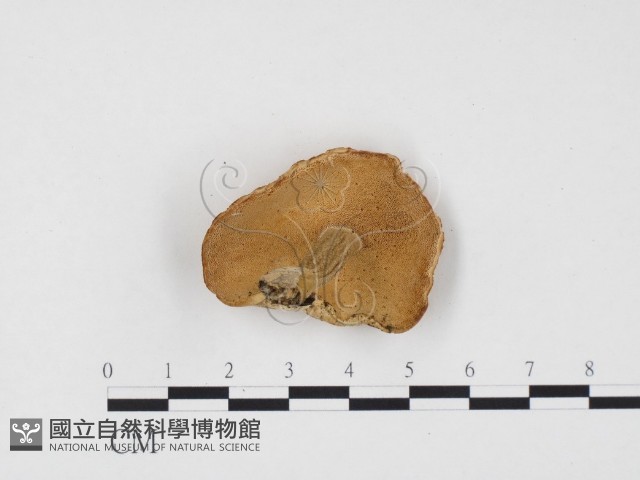 登錄號:F0005904藏品圖，第3張