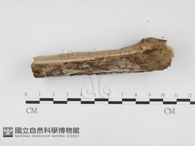 冇骨消絲齒菌藏品圖，第3張