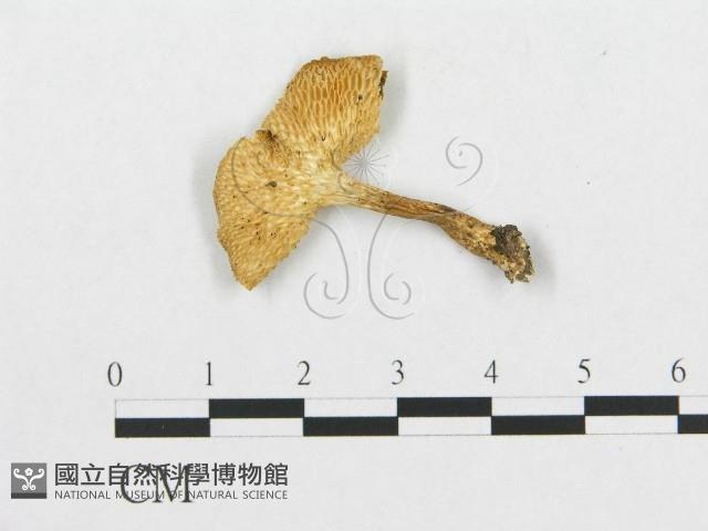 登錄號:F0019904藏品圖，第1張