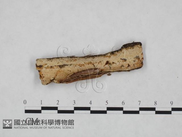 登錄號:F0023904藏品圖，第3張