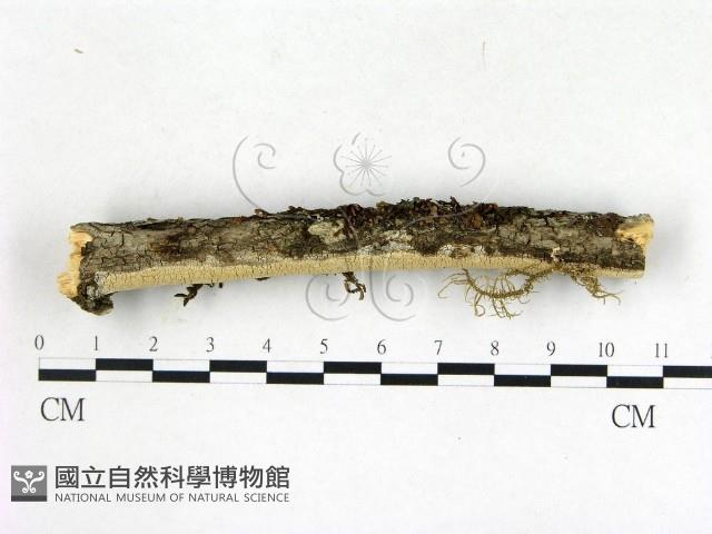 登錄號:F0003904藏品圖，第3張