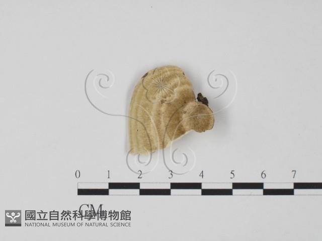 偏腫栓菌藏品圖，第3張