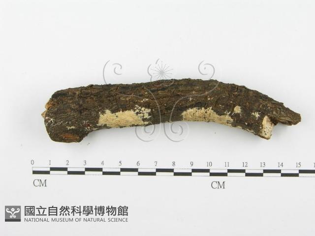 登錄號:F0001604藏品圖，第3張