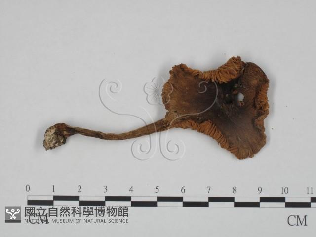 登錄號:F0024604藏品圖，第3張