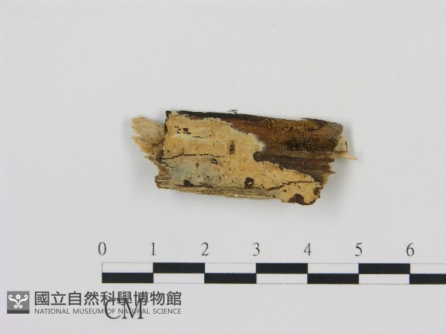 剛毛絲皮菌藏品圖，第1張
