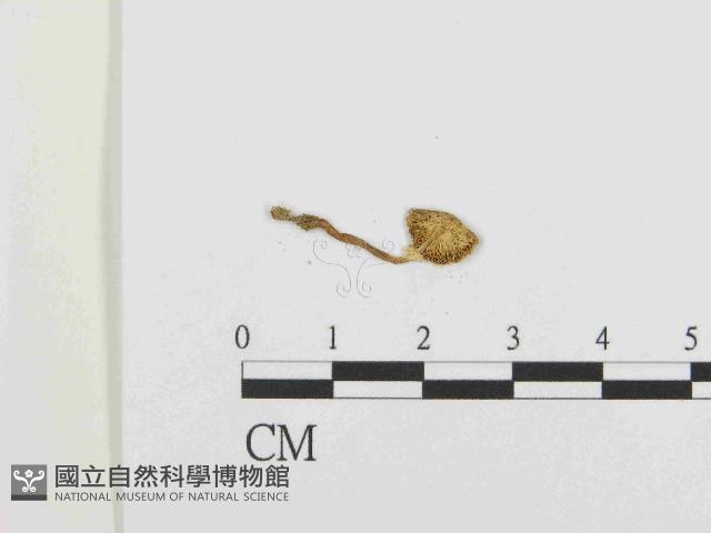 登錄號:F0014604藏品圖，第3張