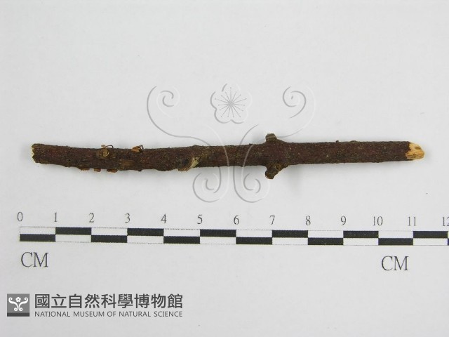 微皮傘屬藏品圖，第3張