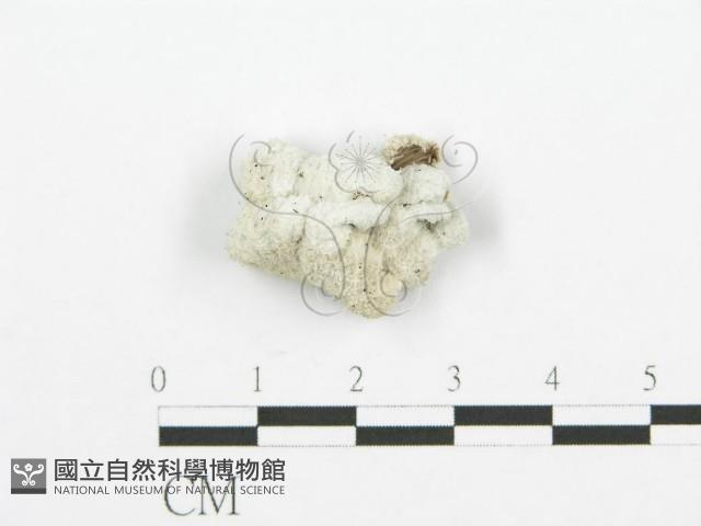 裂褶菌藏品圖，第3張