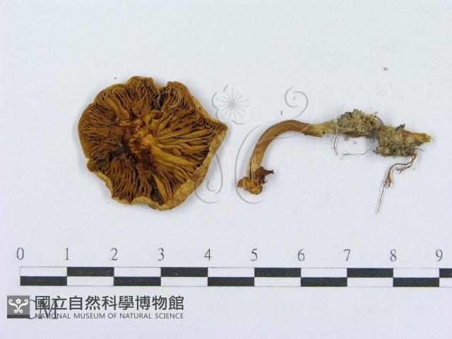 登錄號:F0015604藏品圖，第3張