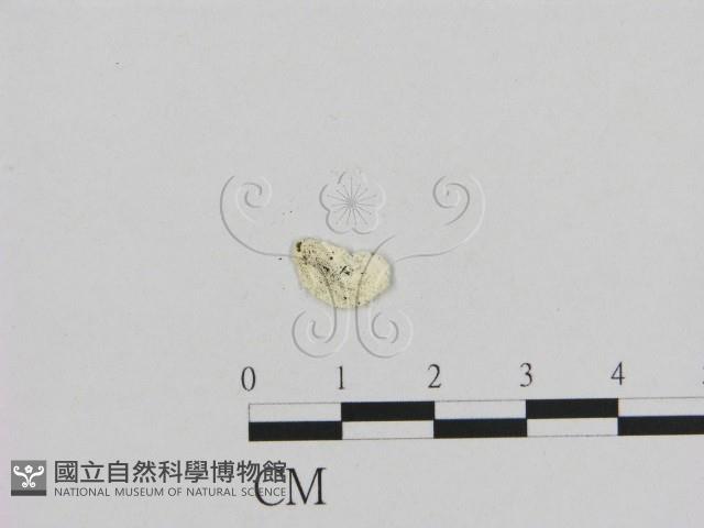 登錄號:F0009604藏品圖，第3張