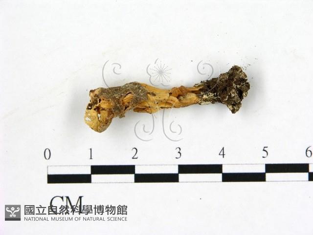 登錄號:F0019604藏品圖，第3張