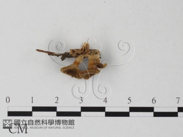登錄號:F0023604藏品圖，第3張