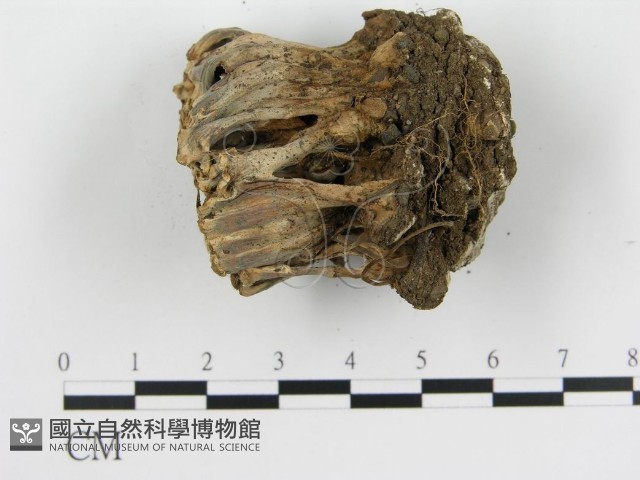 波邊革菌屬藏品圖，第3張