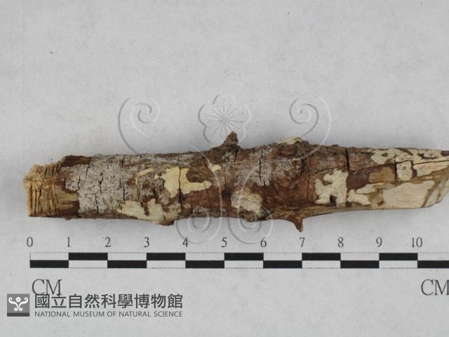 登錄號:F0028404藏品圖，第3張