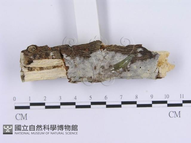 登錄號:F0020404藏品圖，第3張