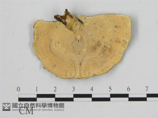 登錄號:F0010404藏品圖，第3張