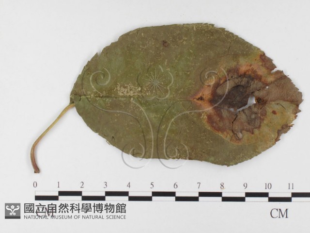 登錄號:F0026404藏品圖，第1張