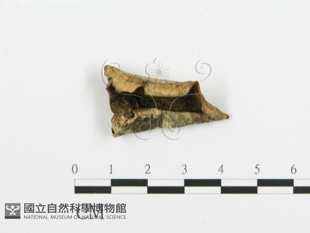 煙管菌藏品圖，第3張