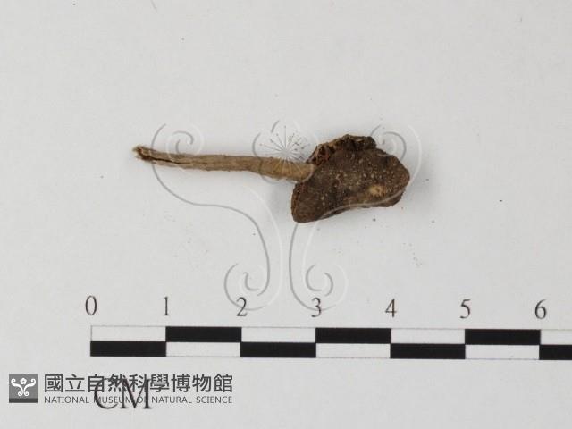 登錄號:F0004404藏品圖，第3張