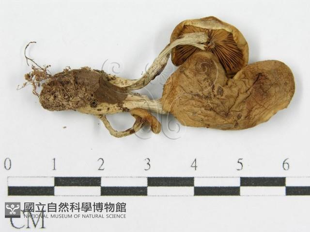 登錄號:F0014404藏品圖，第3張