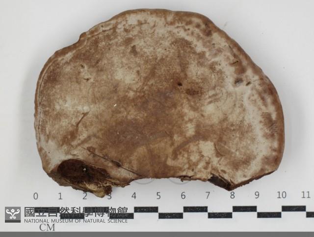 登錄號:F0034404藏品圖，第3張