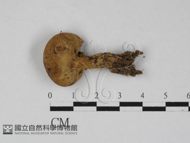 登錄號:F0027404藏品圖，第3張