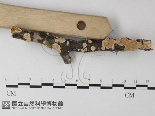 耙菌屬藏品圖，第3張