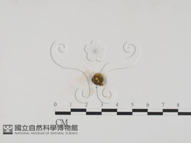 登錄號:F0005404藏品圖，第3張