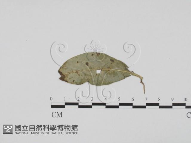 登錄號:F0019404藏品圖，第3張