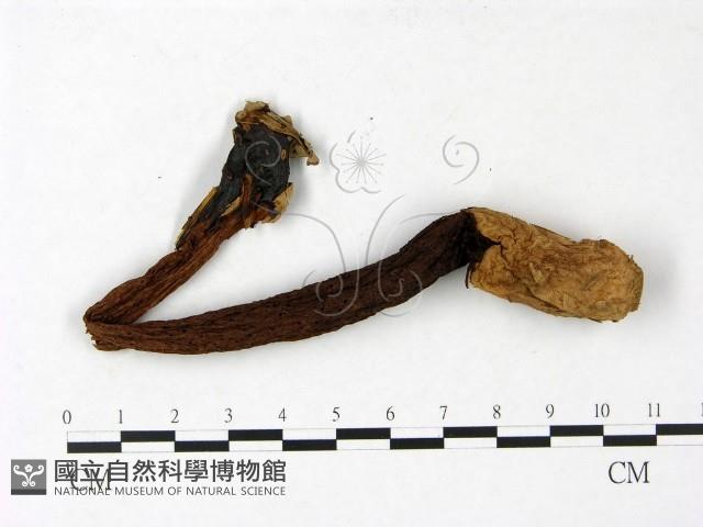 登錄號:F0023404藏品圖，第3張