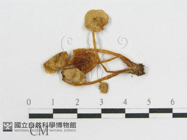 登錄號:F0013404藏品圖，第3張