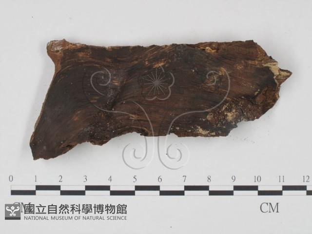 刺革菌屬藏品圖，第3張