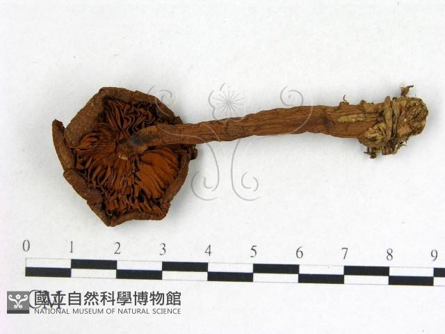 登錄號:F0018704藏品圖，第3張
