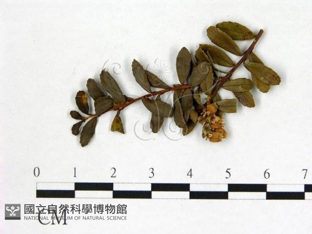 登錄號:F0020704藏品圖，第3張