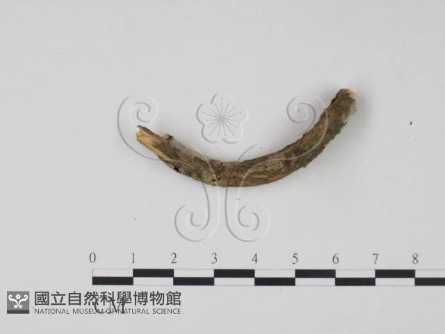 剛毛絲皮菌藏品圖，第3張