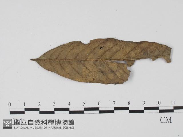 登錄號:F0004704藏品圖，第3張