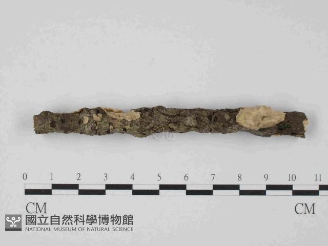 韌革菌屬藏品圖，第3張