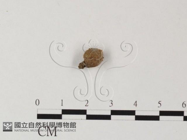登錄號:F0002704藏品圖，第3張