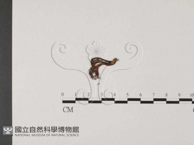 登錄號:F0012704藏品圖，第3張