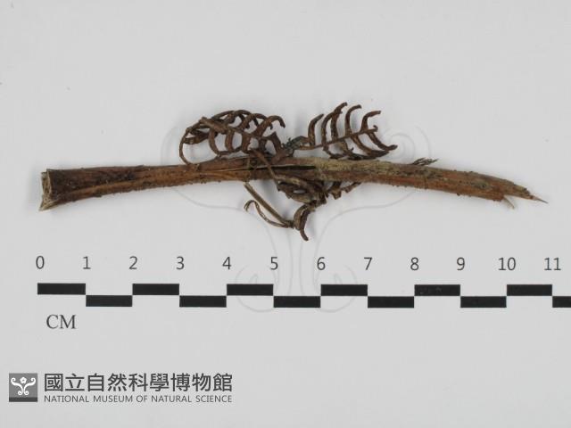 登錄號:F0032704藏品圖，第3張