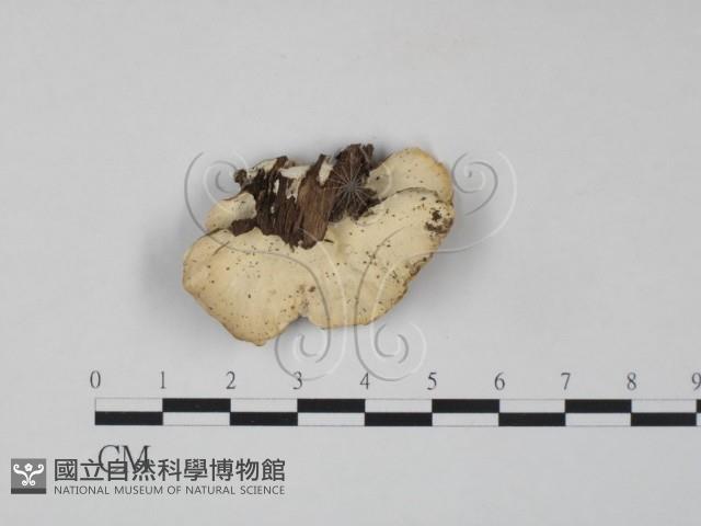 雲芝藏品圖，第3張