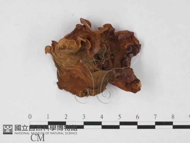 登錄號:F0025704藏品圖，第3張