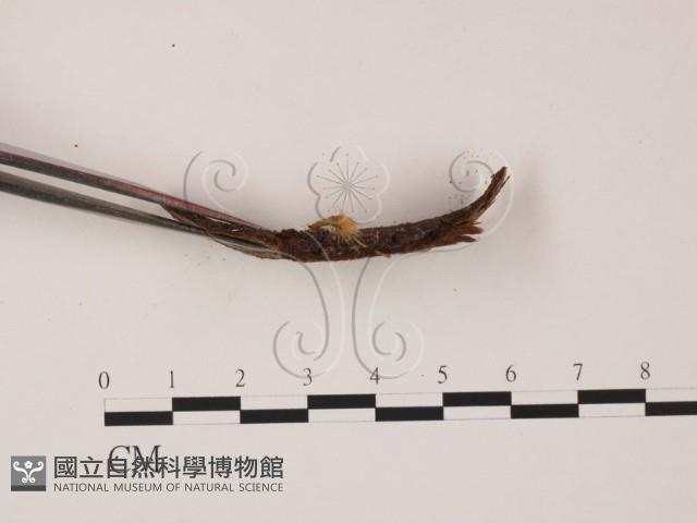 登錄號:F0005704藏品圖，第3張