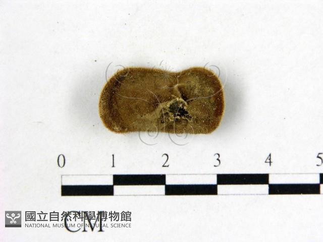 毛木耳藏品圖，第3張