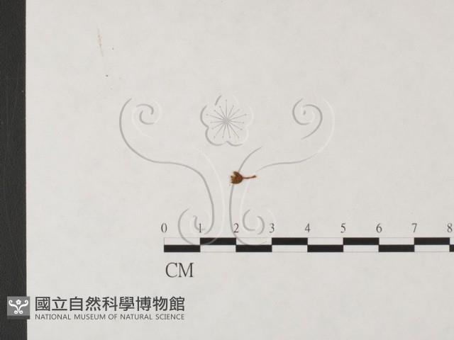 發光小菇藏品圖，第3張