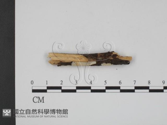登錄號:F0013704藏品圖，第3張