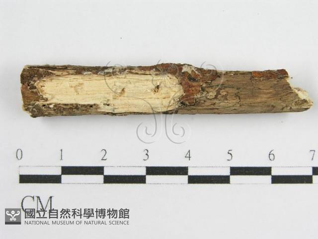 登錄號:F0010504藏品圖，第3張