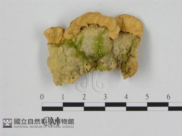 登錄號:F0006504藏品圖，第3張