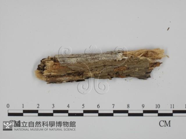 登錄號:F0001504藏品圖，第3張